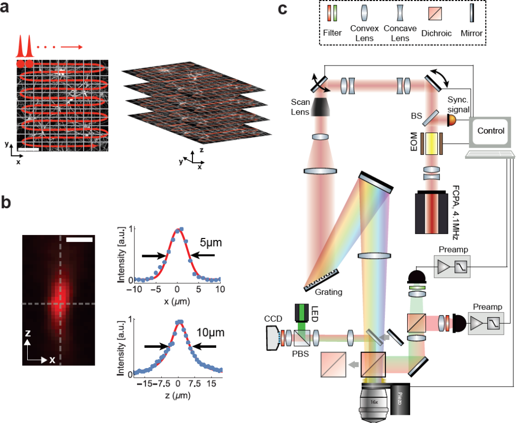 Figure 1: Schematic and principle of scanned temporal focusing imaging system.