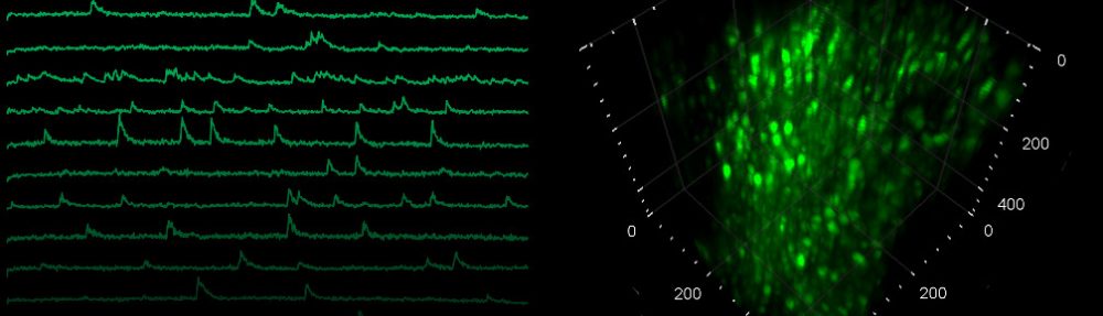 Fast volumetric calcium imaging across multiple cortical layers using ...