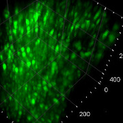 Positions – Vaziri Lab