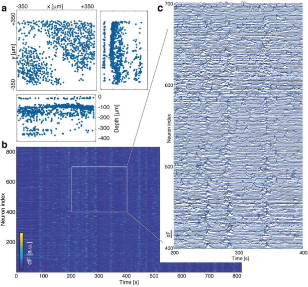 High-speed volumetric imaging of neuronal activity in freely moving ...